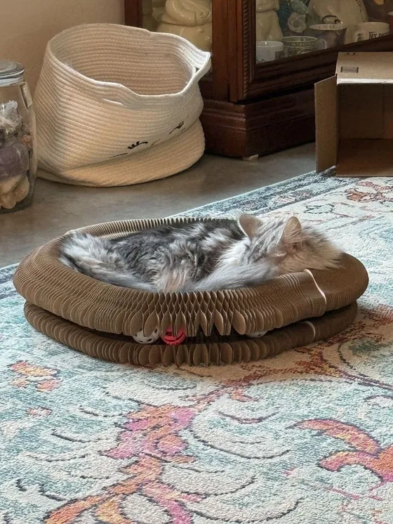 Long-haired silver tabby sleeping in a Kitty Kurlz cardboard scratcher ring with rattle balls in its track