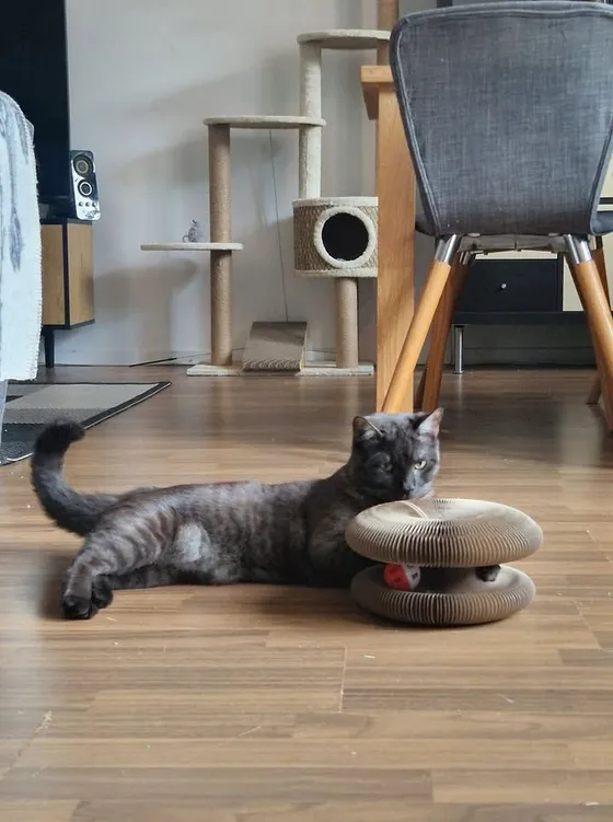 Smoke gray cat lying on a wood floor beside a Kitty Kurlz cardboard scratcher with a red rattle ball