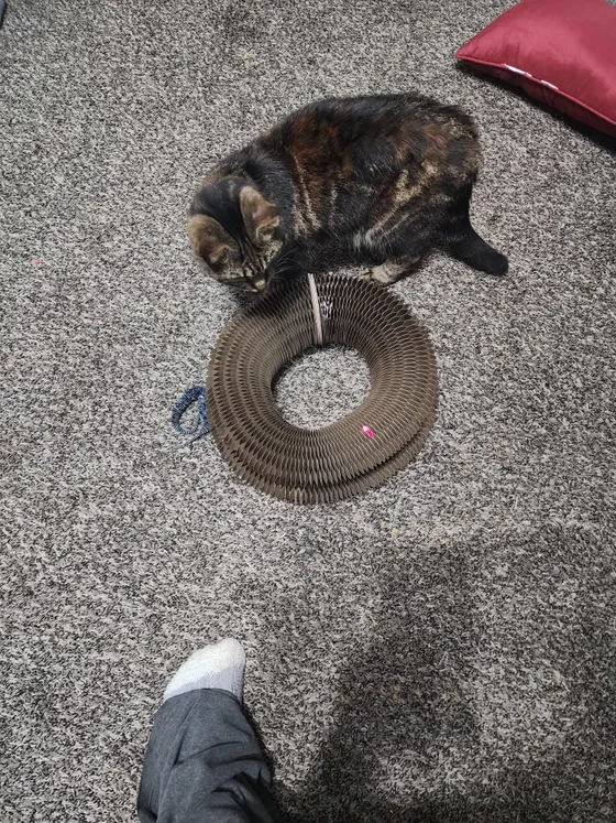 Tortoiseshell cat sniffing a Kitty Kurlz cardboard scratcher ring on a speckled carpet