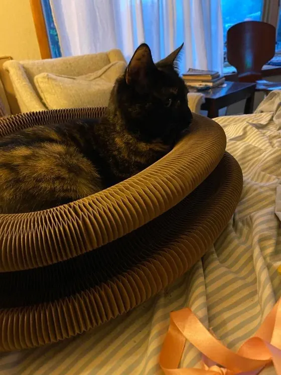 Tortoiseshell cat curled inside a Kitty Kurlz cardboard scratcher ring on a striped bedsheet