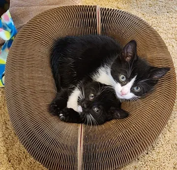 Two tuxedo kittens snuggled together inside a Kitty Kurlz cardboard scratcher ring