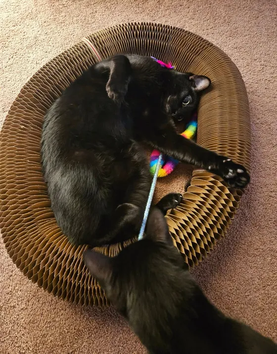 Black cat rolling inside a Kitty Kurlz cardboard scratcher ring with a rainbow wand toy while a second black cat looks on