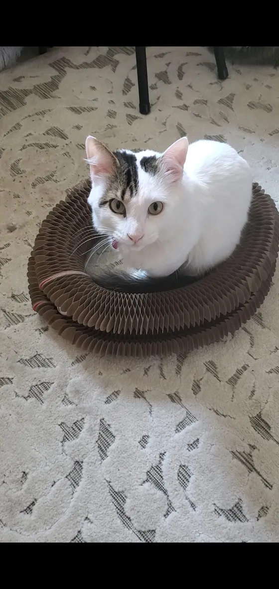 White cat with tabby markings sitting inside a Kitty Kurlz scratcher ring on a patterned rug