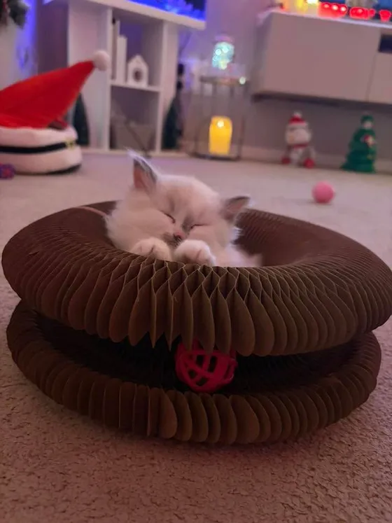 White ragdoll kitten sleeping inside a Kitty Kurlz cardboard scratcher ring with a pink ball in the track